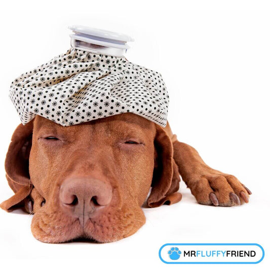 Symptome eines kranken Hundes