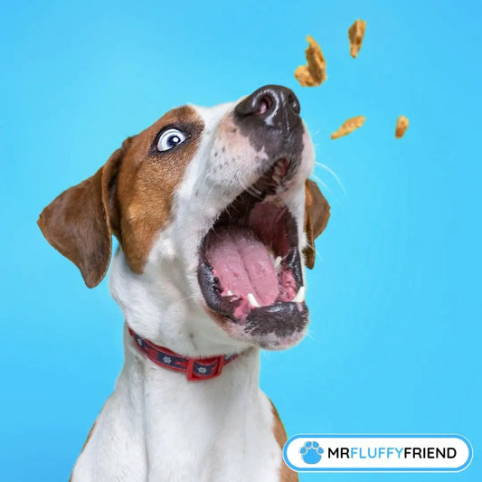 Weihnachts Hundekeks Rezepte