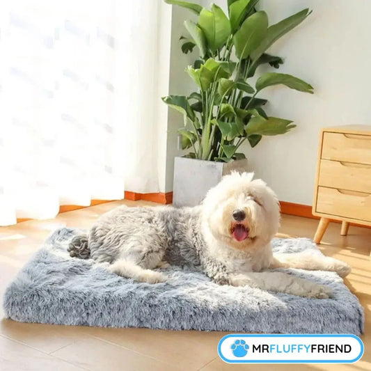 Bestes Bett für alte Hunde