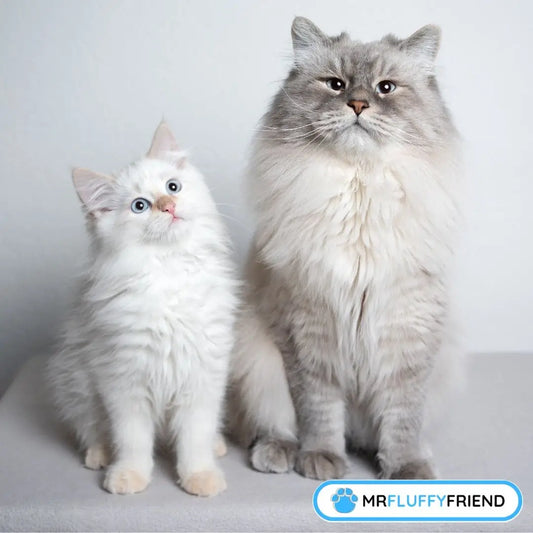 Ein Kätzchen und eine Katze kuscheln – sieht so aus, als ob die ältere Katze den Neuzugang akzeptiert.