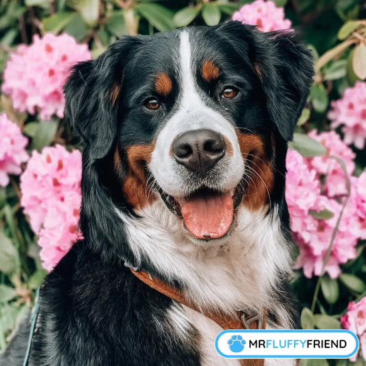 Titelbild vom Blog „Die größten Hunderassen“ – ein fröhlicher Berner Sennenhund zwischen rosa Blümchen
