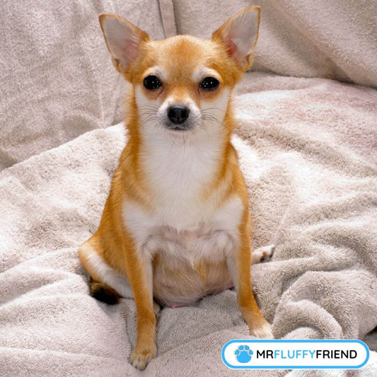 Tipps für werdende Hunde-Mamas