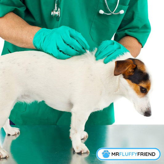 Hundeflohe